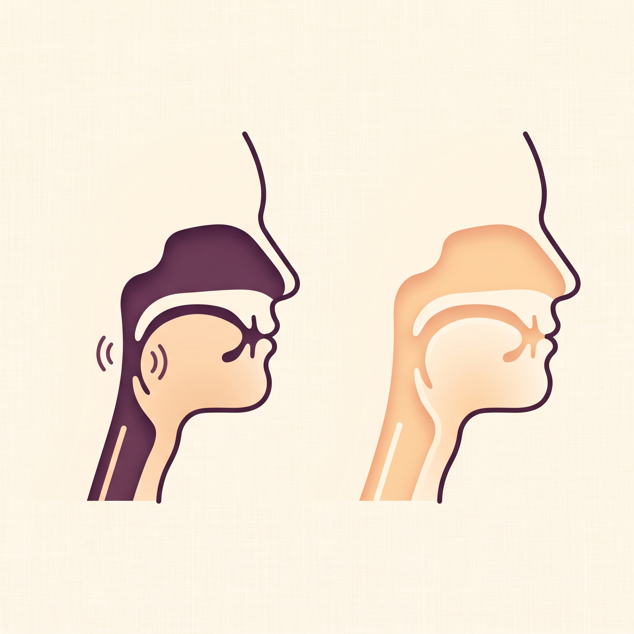 Why snoring happens — relaxed throat muscle vs toned airway